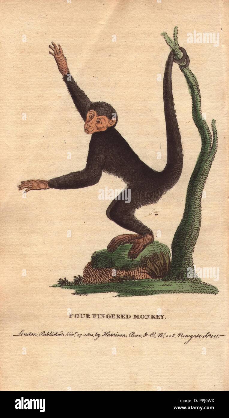 Quattro dita di scimmia, coaita, macchiato di scimmia, o black spider monkey. . Ateles paniscus. . "In Oxford Road", dice Edwards, vicino a Soho Square, i ultimamente (AD1761) vide, in corrispondenza di una casa in cui sono riferite le bestie selvatiche, ecc., una scimmia nero, come un qualcosa di medie dimensioni in scimmia nero: lo chiamavano un ragno scimmia, da la sottigliezza e la lunghezza dei suoi arti e la coda.". . Handcolored incisione su rame da 'del naturalista rivista tascabile; o, cabinet completo delle curiosità e bellezze della natura" (17981802) pubblicato da Harrison, Londra. Foto Stock