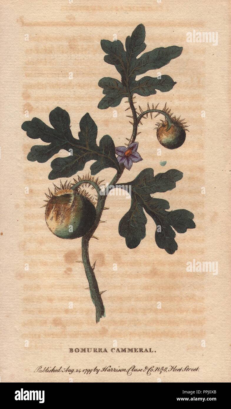 Patate frutta apple o Bomurra cammerral. . Solanum sp?. . "Avendo ottenuto dall'amico a cui siamo debitori per il disegno originale di questo impianto, il nome con cui gli aborigeni del Nuovo Galles del Sud si distinguono siamo indotti a preservare il nativo di denominazione: anche se è certamente convoglia nessuna idea per la mente di qualsiasi persona conoscono con il rude il gergo di quel popolo.". . Handcolored incisione su rame da 'del naturalista rivista tascabile; o, cabinet completo delle curiosità e bellezze della natura" (17981802) pubblicato da Harrison, Londra. Foto Stock