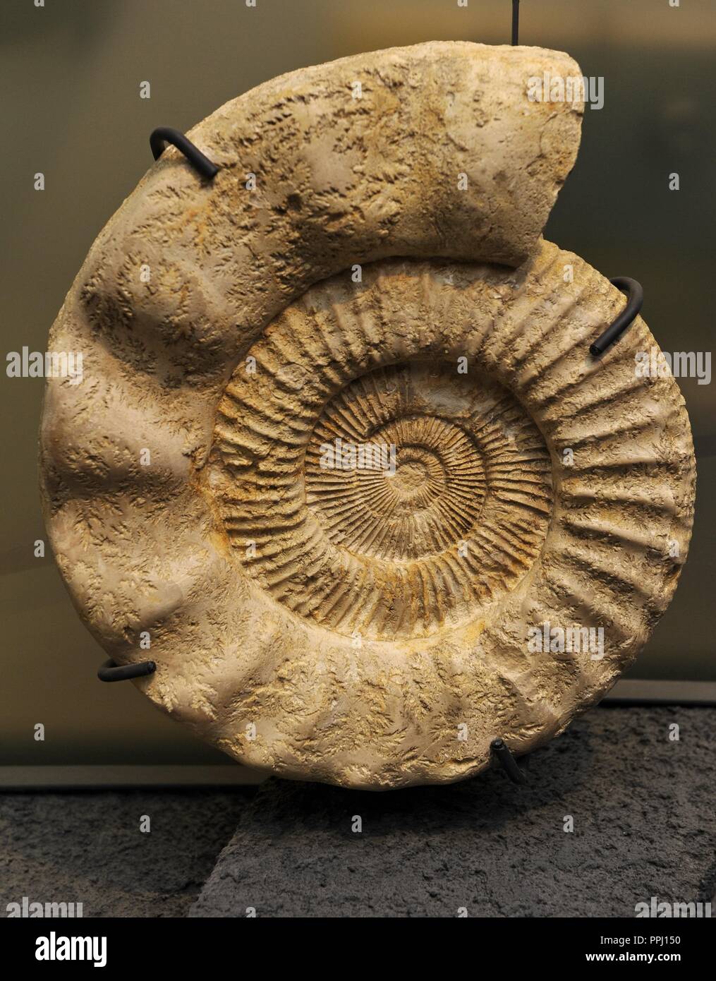 Perisphinctes. Estinto ammonita cefalopodi genere. Essi hanno vissuto durante il Giurassico. Museum fur Naturkunde (Museo di Storia Naturale). Berlino Germania. L'Europa. Foto Stock