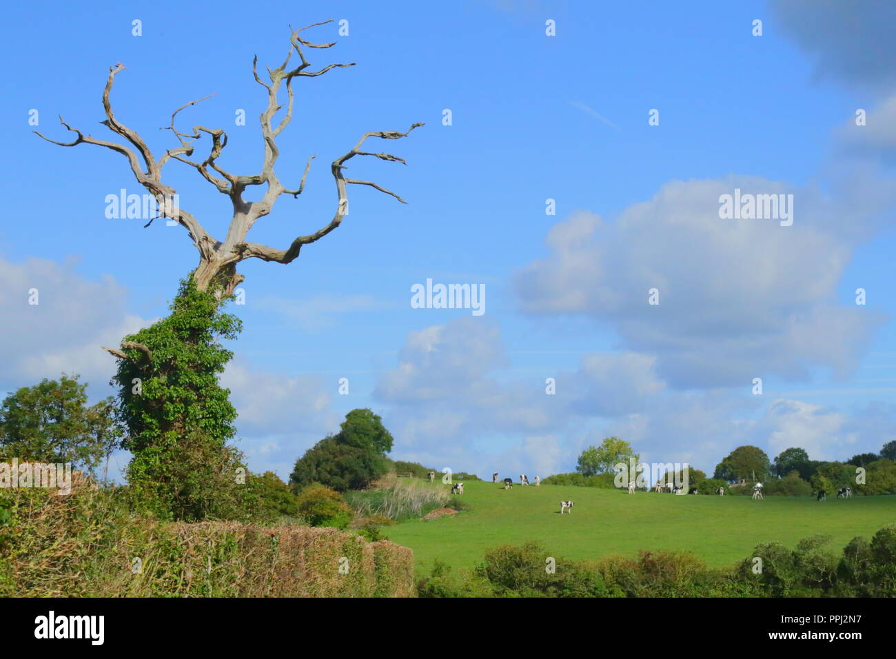 Albero morto sul terreno coltivato nella valle di Ax, Devon Foto Stock