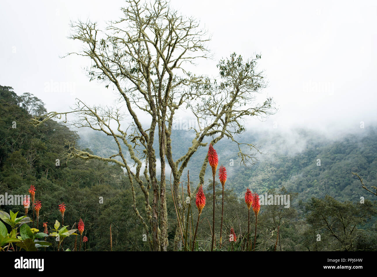 Kniphofia fiori (chiamato anche tritoma, red hot poker, torcia lily, knofflers o impianto di poker) nel torbido Cocora Valley in Colombia. Sep 2018 Foto Stock