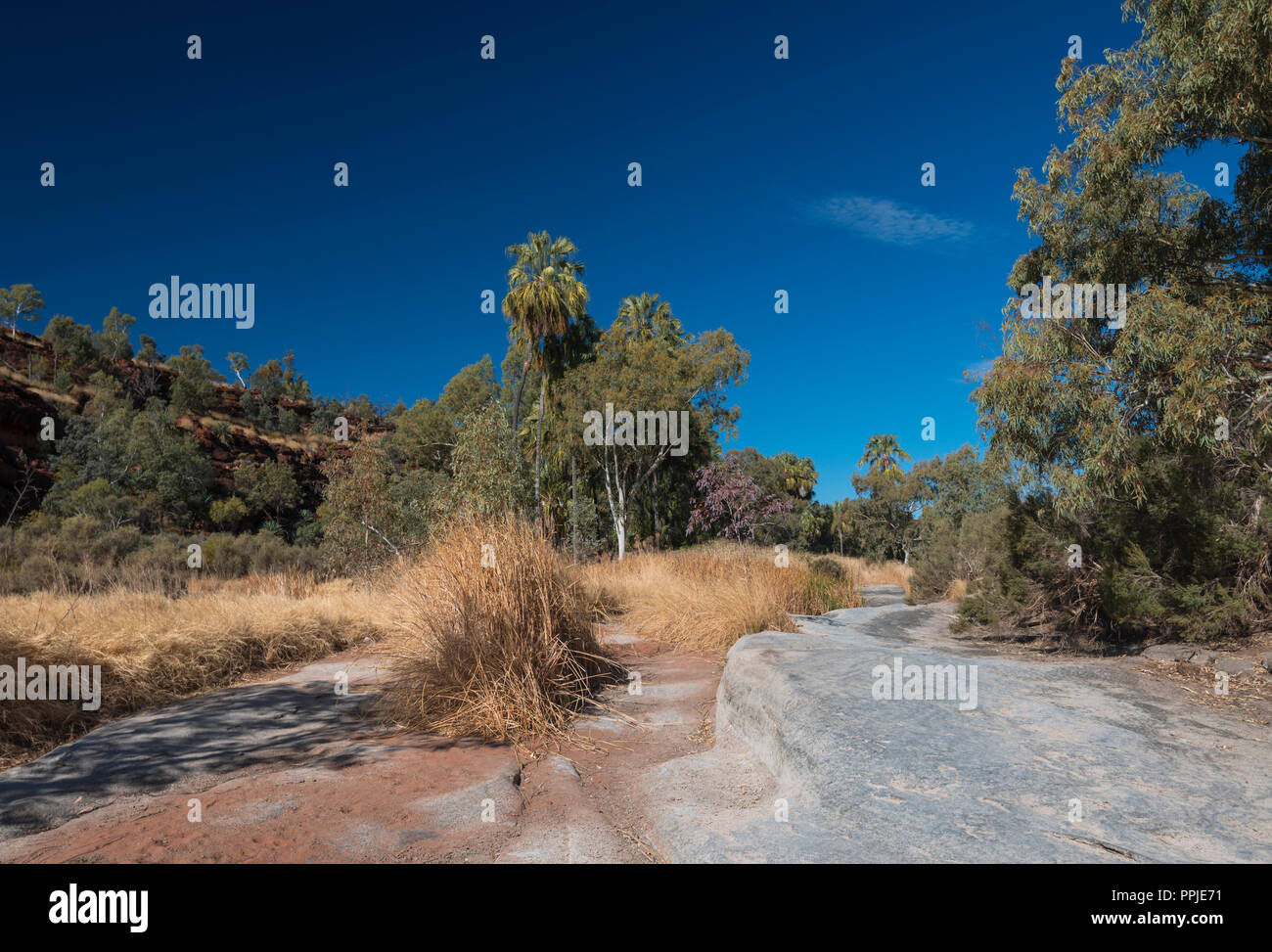 Livistonia Mariae, cavolo rosso Palm, Palm Valley, MacDonnell Ranges, Territorio del Nord, l'Australia Foto Stock