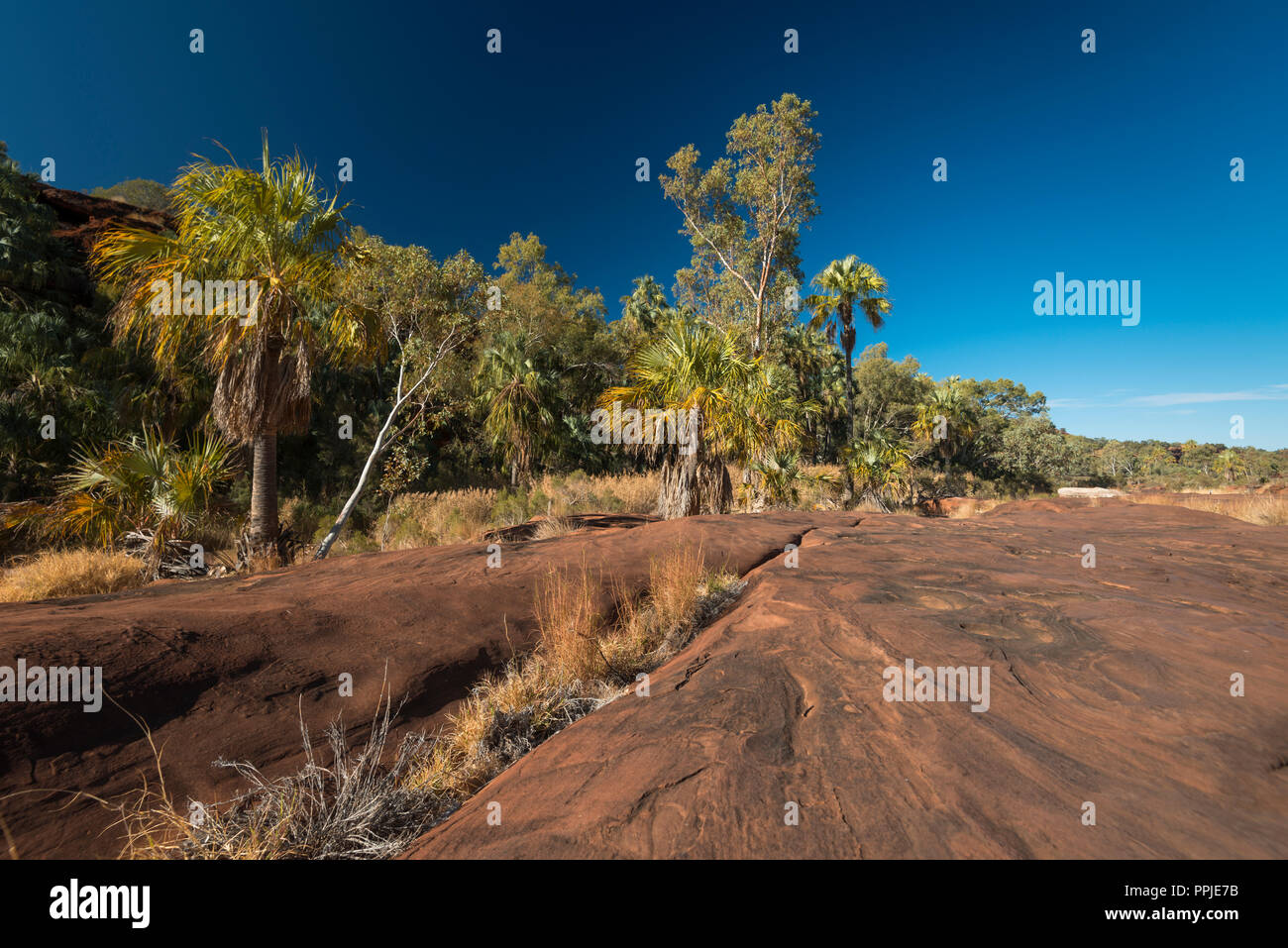 Livistonia Mariae, cavolo rosso Palm, Palm Valley, MacDonnell Ranges, Territorio del Nord, l'Australia Foto Stock