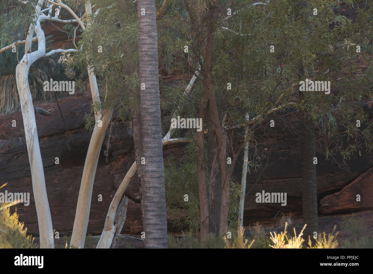 Livistonia Mariae, cavolo rosso Palm, Palm Valley, MacDonnell Ranges, Territorio del Nord, l'Australia Foto Stock