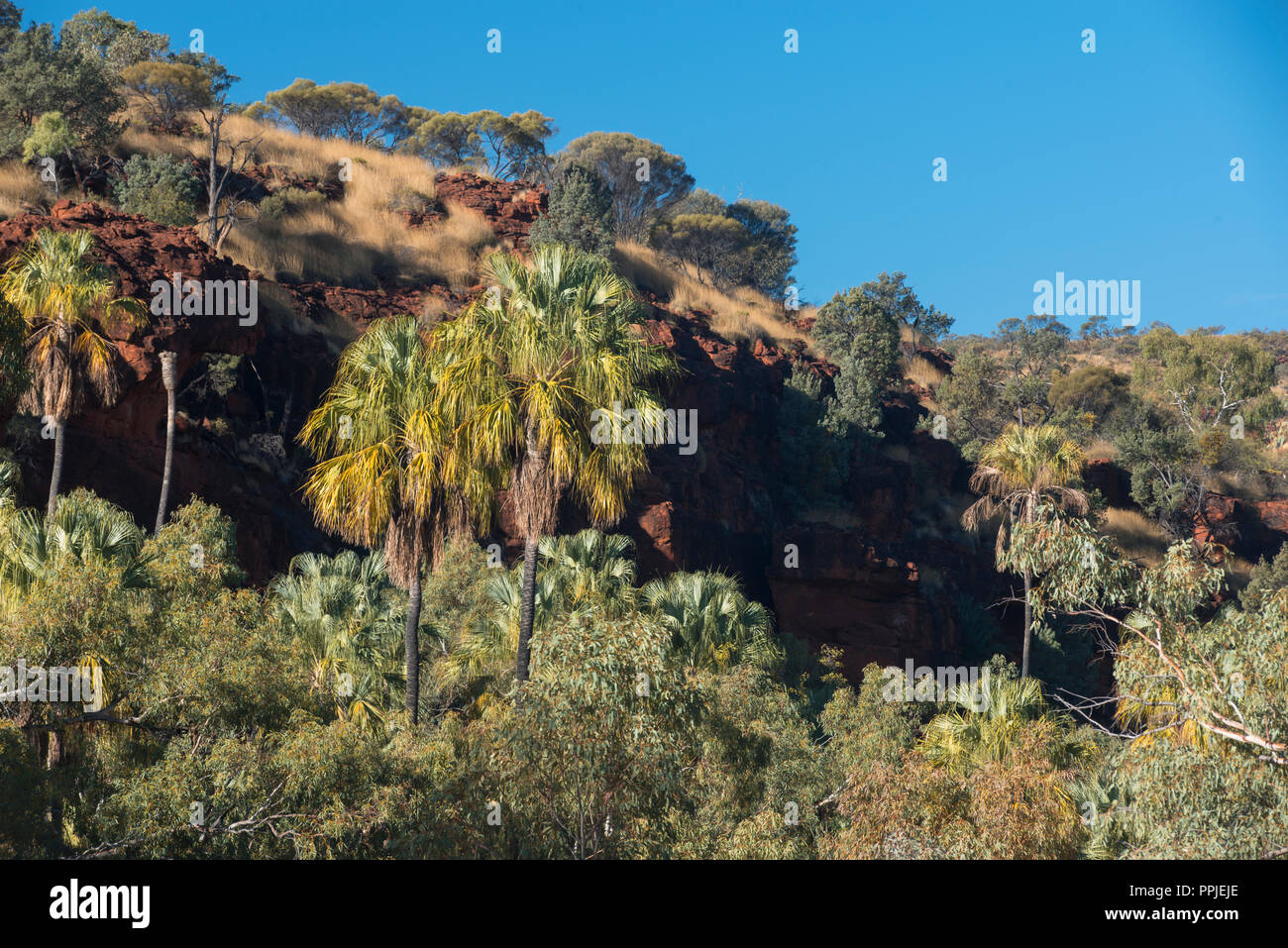 Livistonia Mariae, cavolo rosso Palm, Palm Valley, MacDonnell Ranges, Territorio del Nord, l'Australia Foto Stock