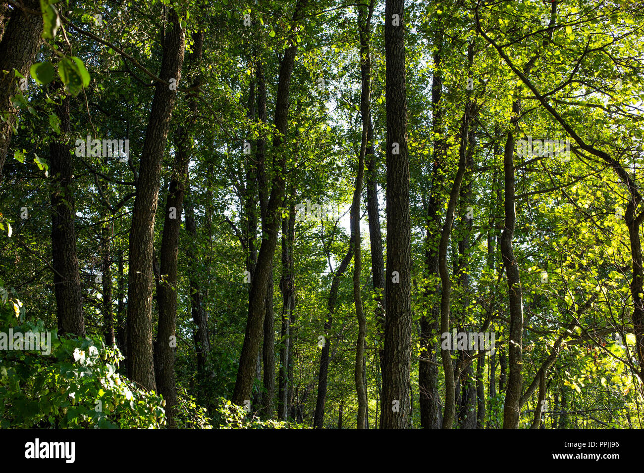 Alnus glutinosa denominato ontano comune foresta. Europa importante habitat. L'Ucraina Foto Stock