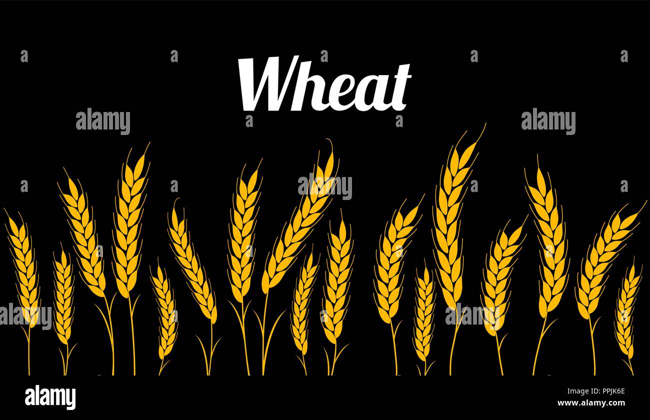 Sfondo nero seamless pattern. illustrazione vettoriale campo con spighe di grano per l'agricoltura o il panificio. Illustrazione Vettoriale