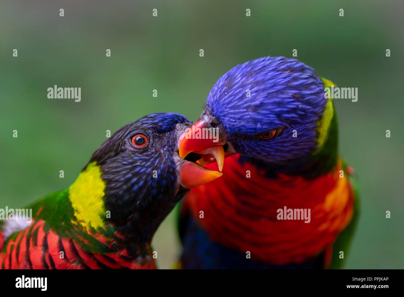 Rainbow parrocchetti (Trichoglossus moluccanus) giovane a Kuala Lumpur bird park Foto Stock