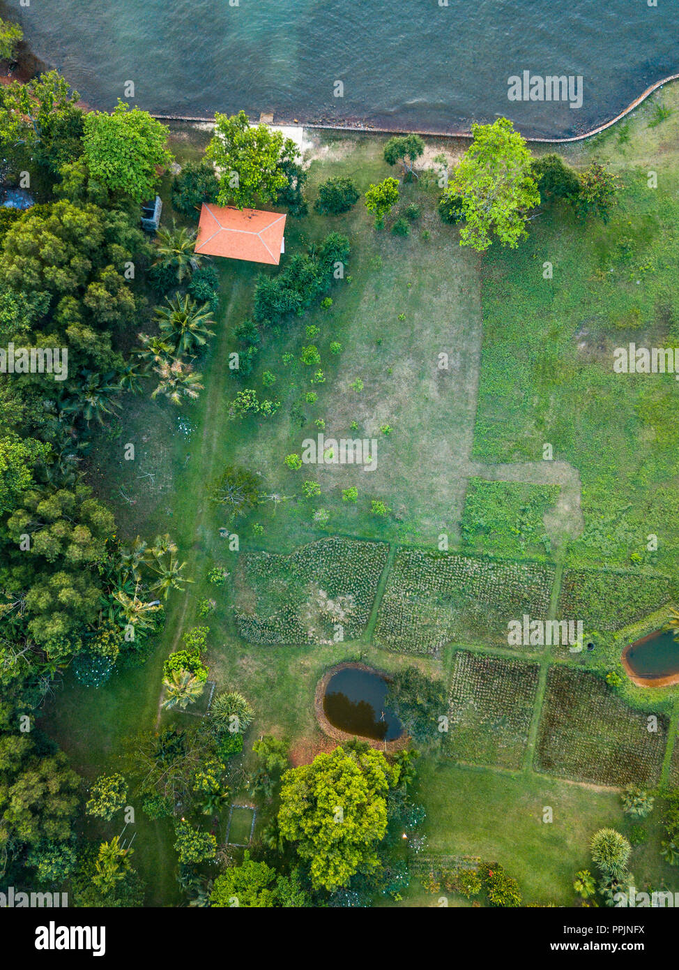 Estate sole caldo della foresta di luce vista aerea Foto Stock