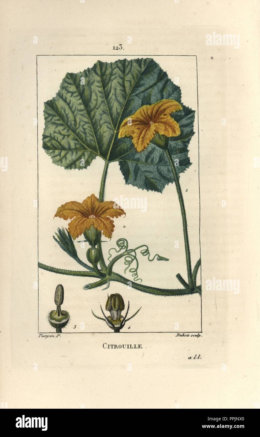 Zucca Cucurbita maxima, mostra fiori, foglie e viticci. Imbianchini Handcolored incisione su rame di Dubois da un disegno di Pierre Jean-Francois Turpin da Chaumeton, Poiret et Chamberet 'La Flore Médicale", Parigi, Panckoucke, 1830. Turpin (17751840) era uno dei tre giganti del botanico francese arte dell'era a fianco di Pierre Joseph Redoute e Pancrace Bessa. Foto Stock