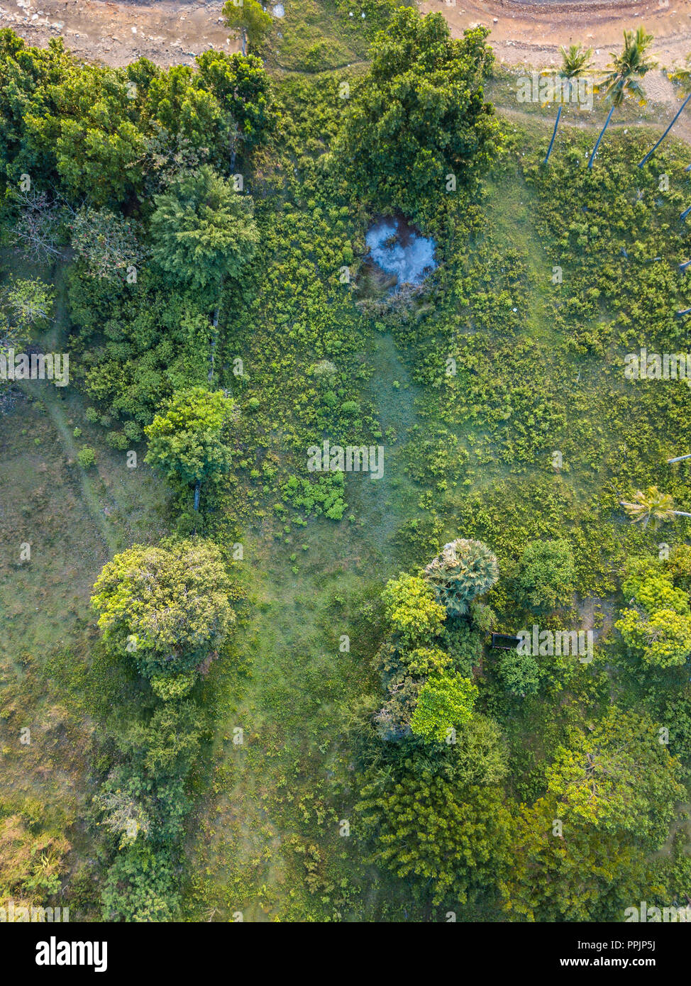 Estate sole caldo della foresta di luce vista aerea Foto Stock