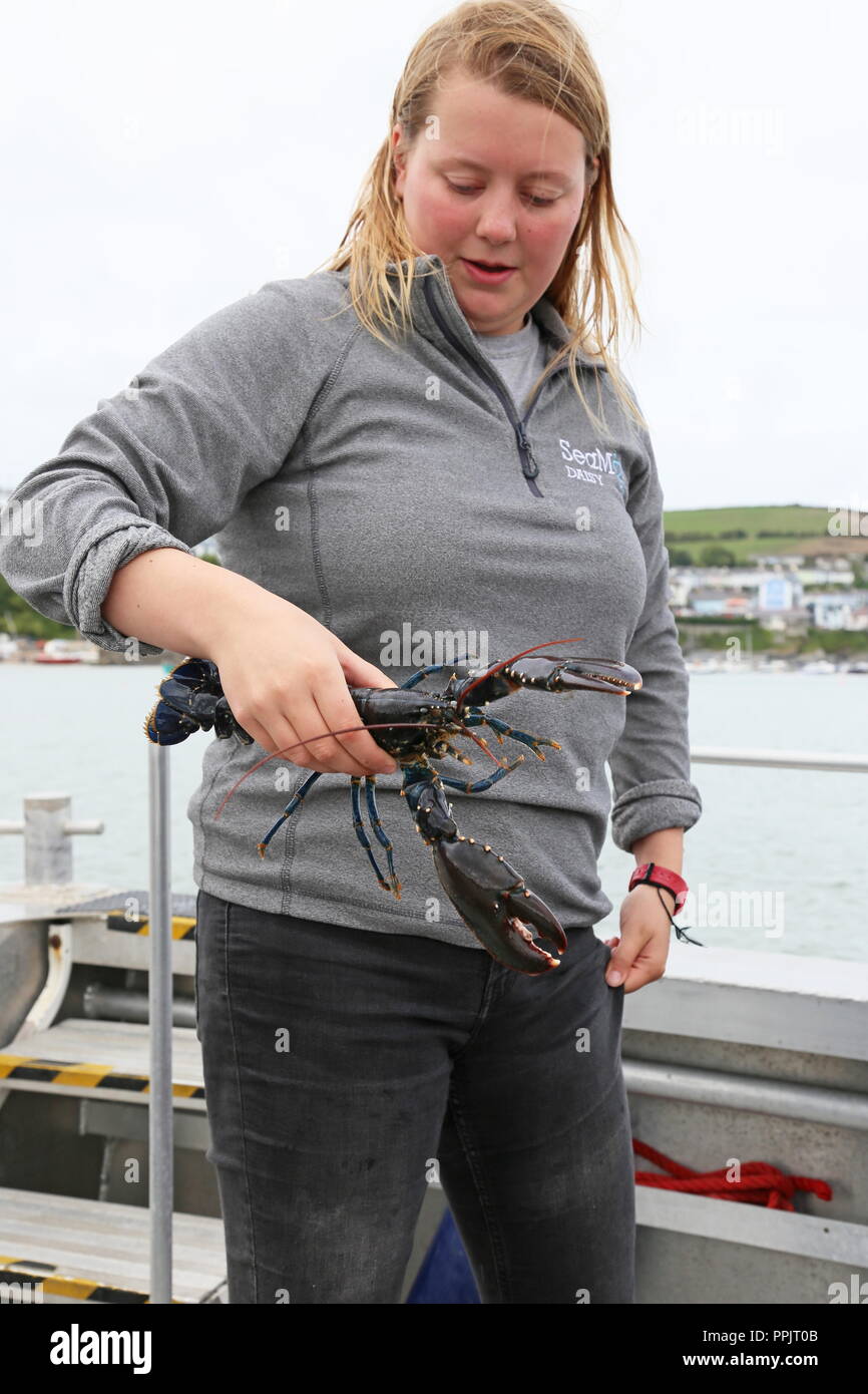 Astice (Homarus gammarus), Natura Selvaggia viaggio in barca, New Quay, Cardigan Bay, Ceredigion, il Galles, la Gran Bretagna, Regno Unito, Gran Bretagna, Europa Foto Stock