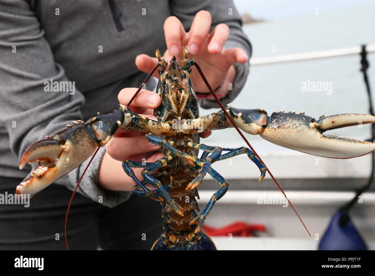 Astice (Homarus gammarus), Natura Selvaggia viaggio in barca, New Quay, Cardigan Bay, Ceredigion, il Galles, la Gran Bretagna, Regno Unito, Gran Bretagna, Europa Foto Stock