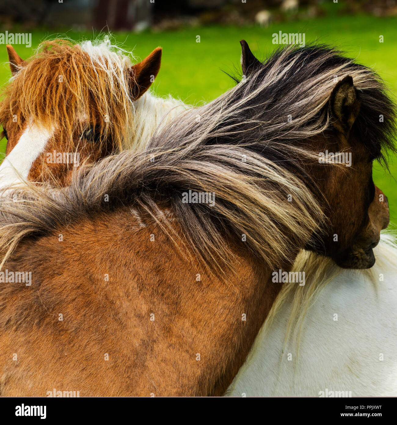 Cavalli islandesi in pascolo. L'Islanda Foto Stock