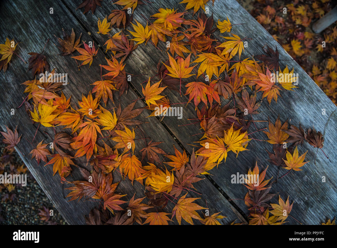 La caduta foglie di autunno. Foto Stock