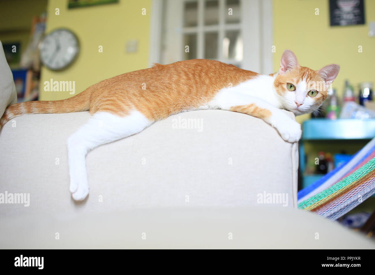 Gatto pigro a casa Foto Stock