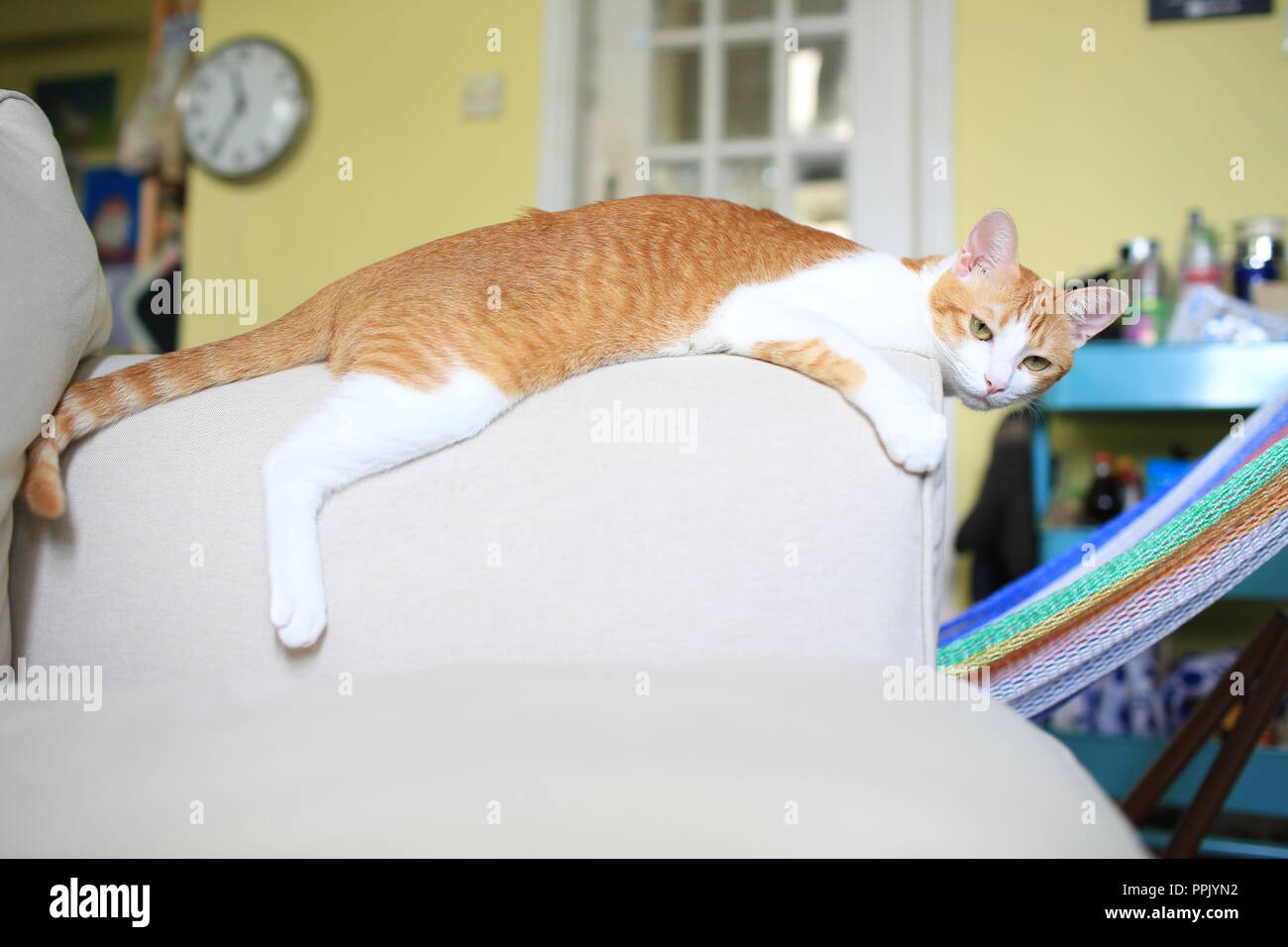 Gatto pigro a casa Foto Stock