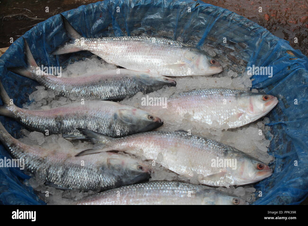 Pesce Ilish Foto Stock