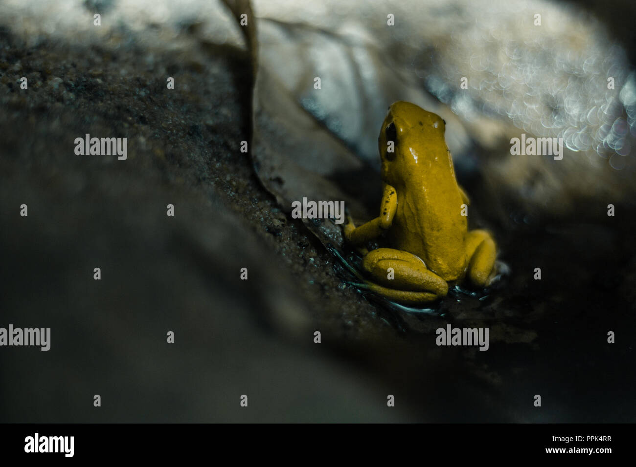 Rana gialla seduti su una foglia Foto Stock