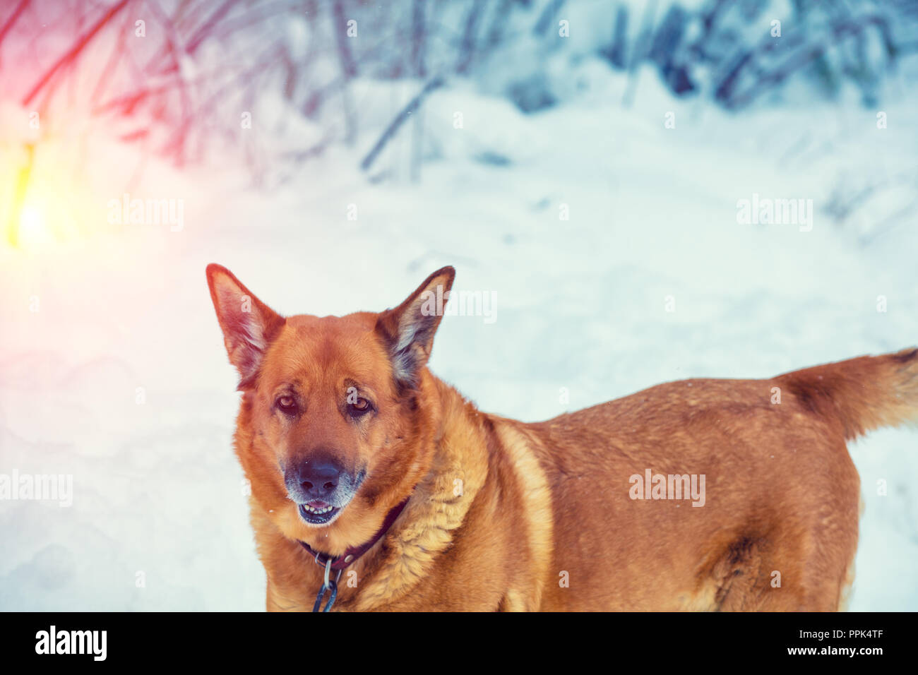 Big yellow dog all'aperto nel nevoso inverno Foto Stock