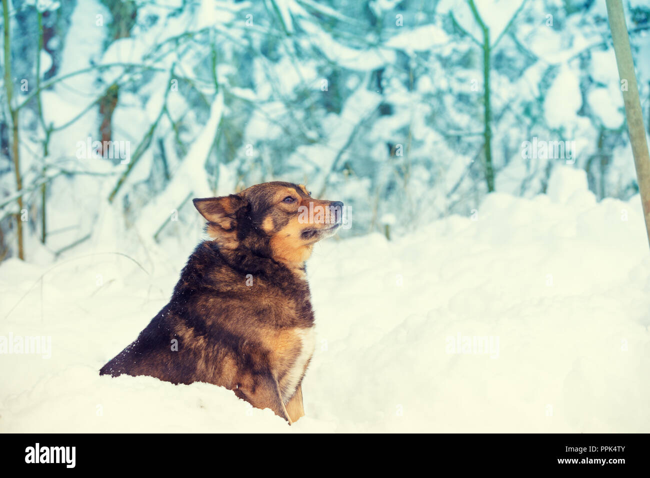 Ritratto del cane in un bosco innevato Foto Stock