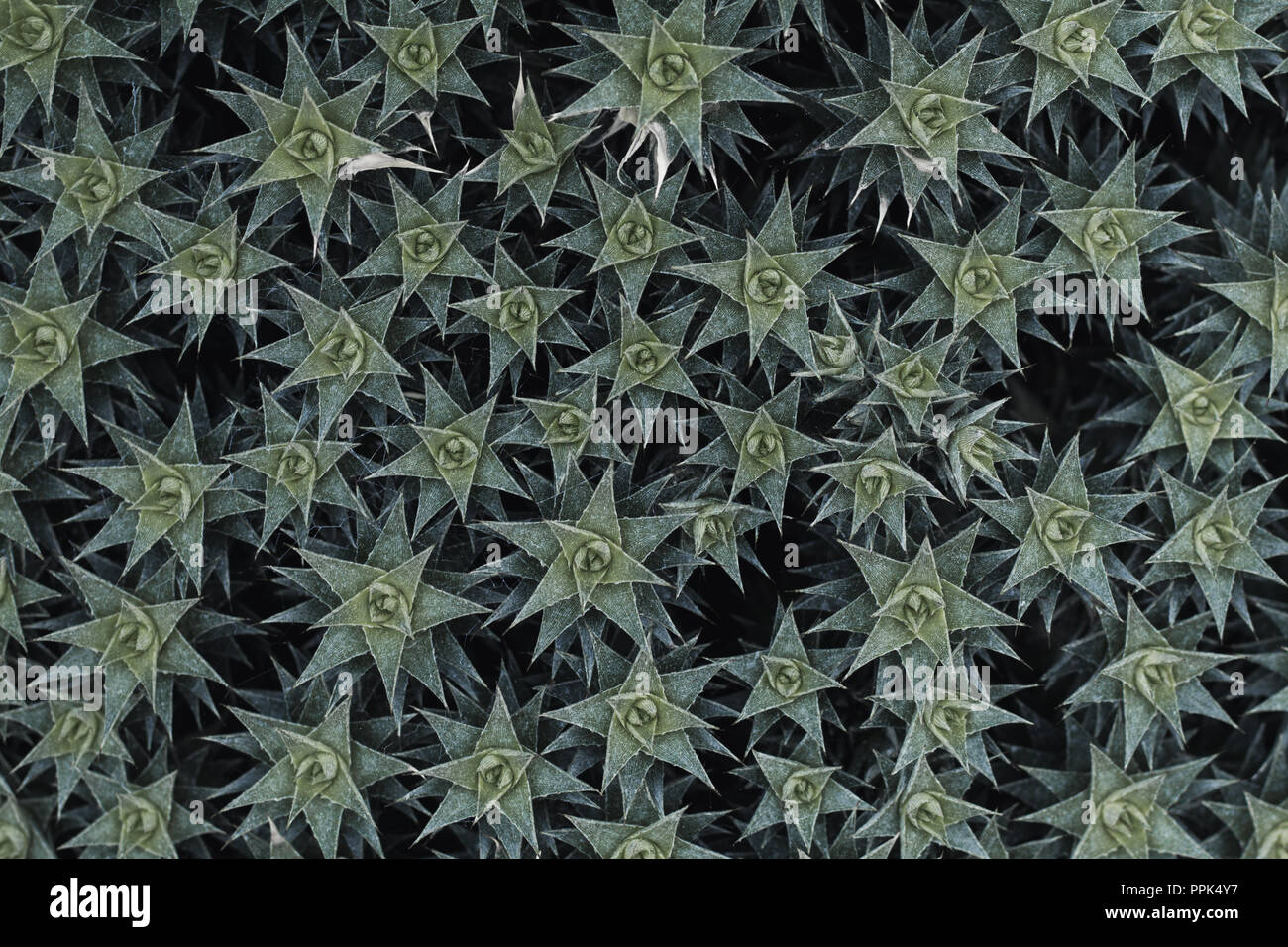 Molti cactus Foto Stock