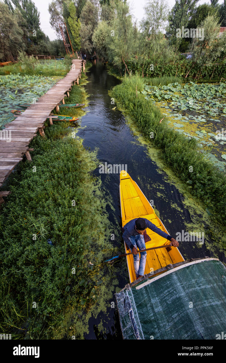 La bellezza di dal lago e la bellissima Shikaras durante gli orari di alba e tramonto è il più cosa affascinante nel Kashmir Foto Stock