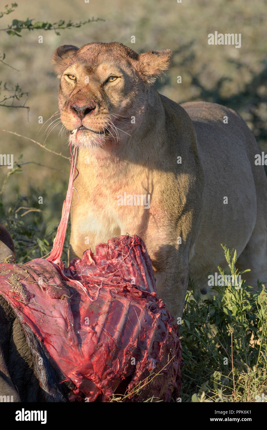 Leonessa (Panthera leo) guardando verso l'alto dal fresco Blu uccisi Gnu (Connochaetes taurinus), Ngorongoro Conservation Area, Tanzania. Foto Stock