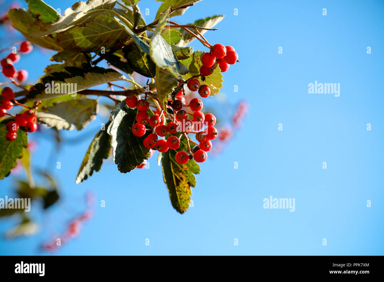 Un sorbo montano svedese albero con il prolifico di bacche rosse su una luminosa giornata autunnale Foto Stock