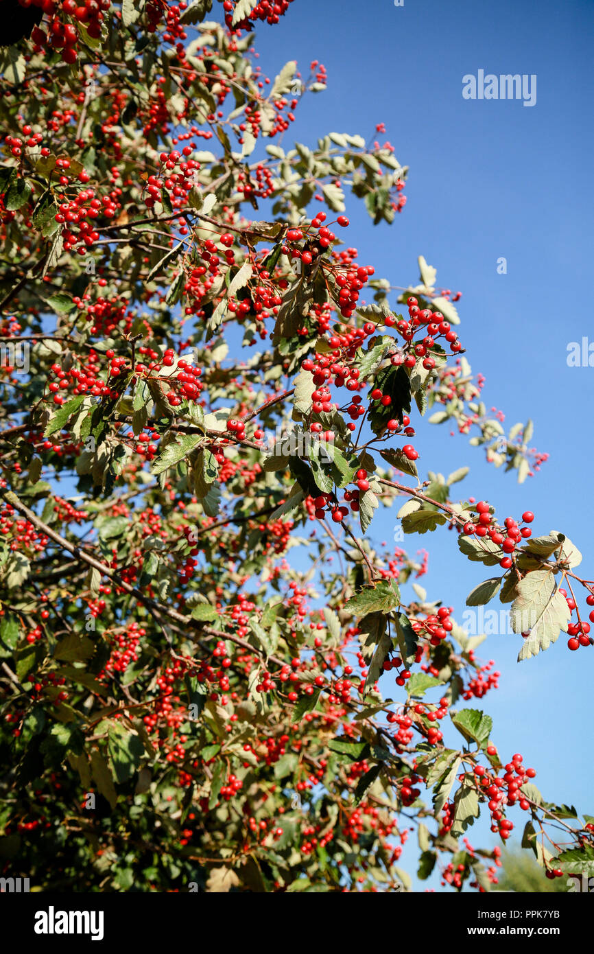 Un sorbo montano svedese albero con il prolifico di bacche rosse su una luminosa giornata autunnale Foto Stock