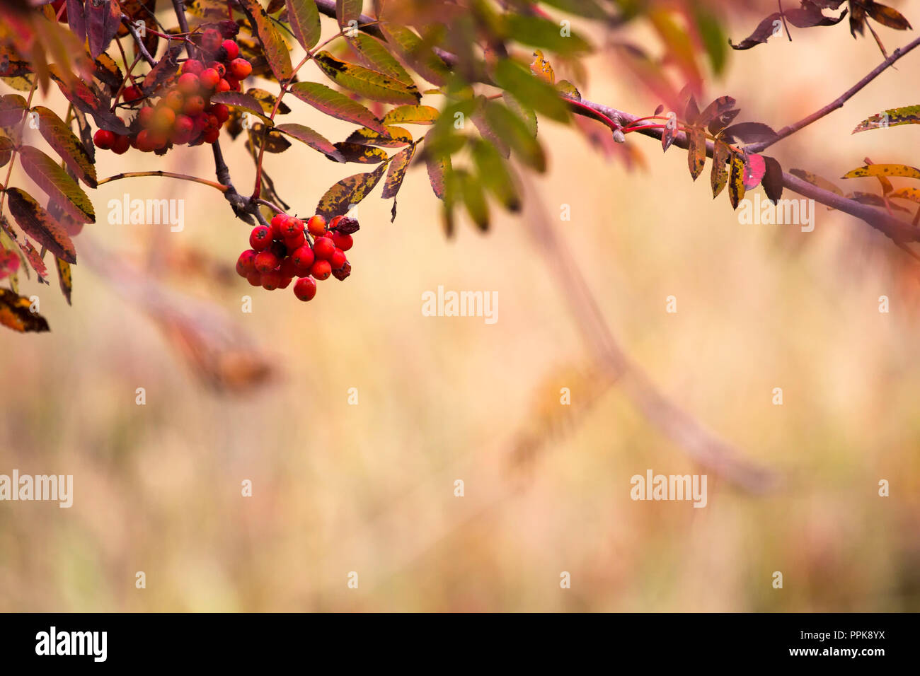 Caduta dello sfondo. Un rowan tree su sfondo sfocato Foto Stock