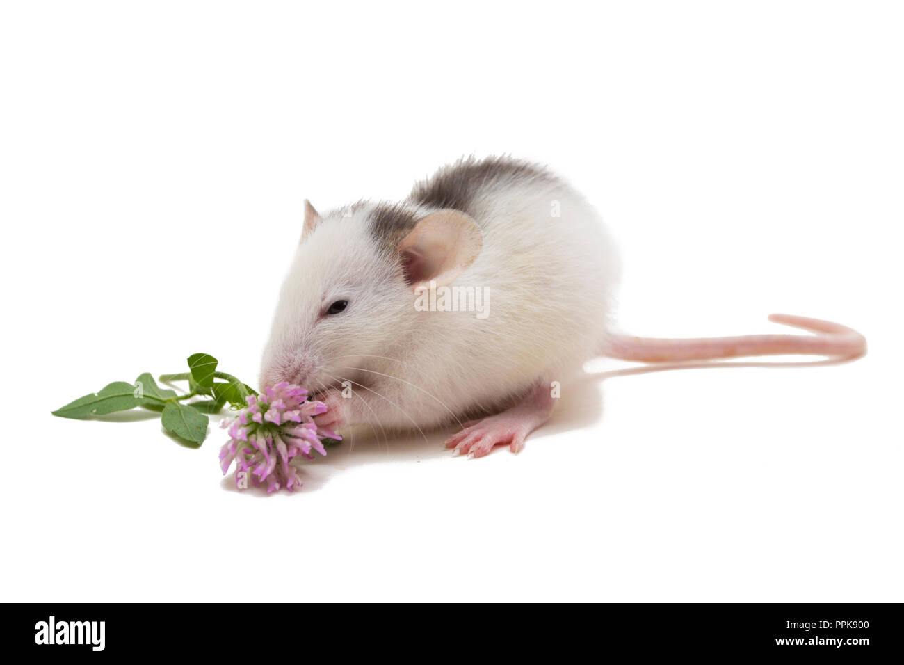 Un piccolo dumbo rat mangiare fiore isolato su bianco Foto Stock