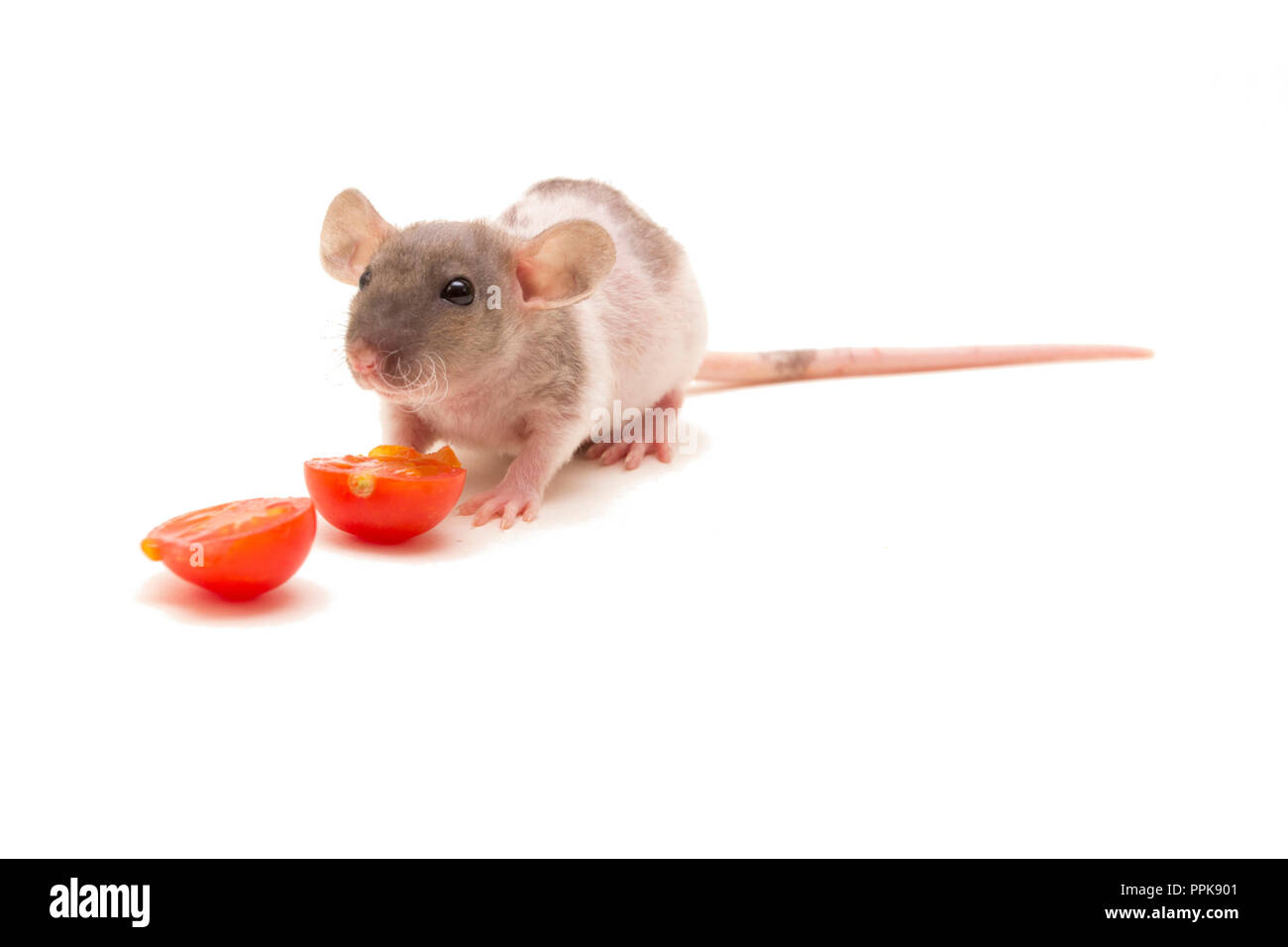 Un piccolo rat di mangiare i pomodori isolato su bianco. Foto Stock