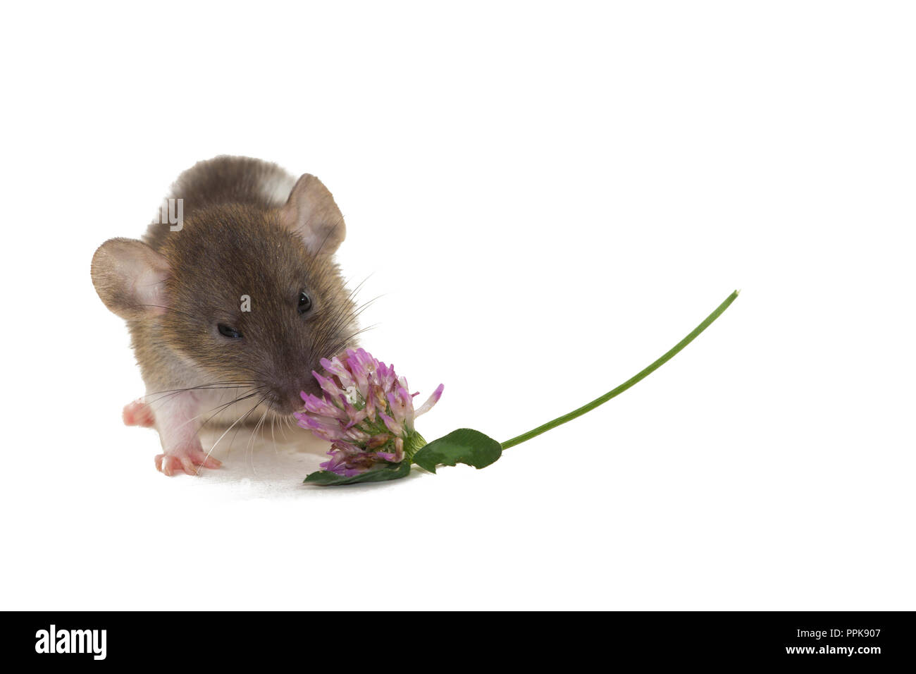 Un ratto piccolo fiore mangiare isolato su bianco. Foto Stock