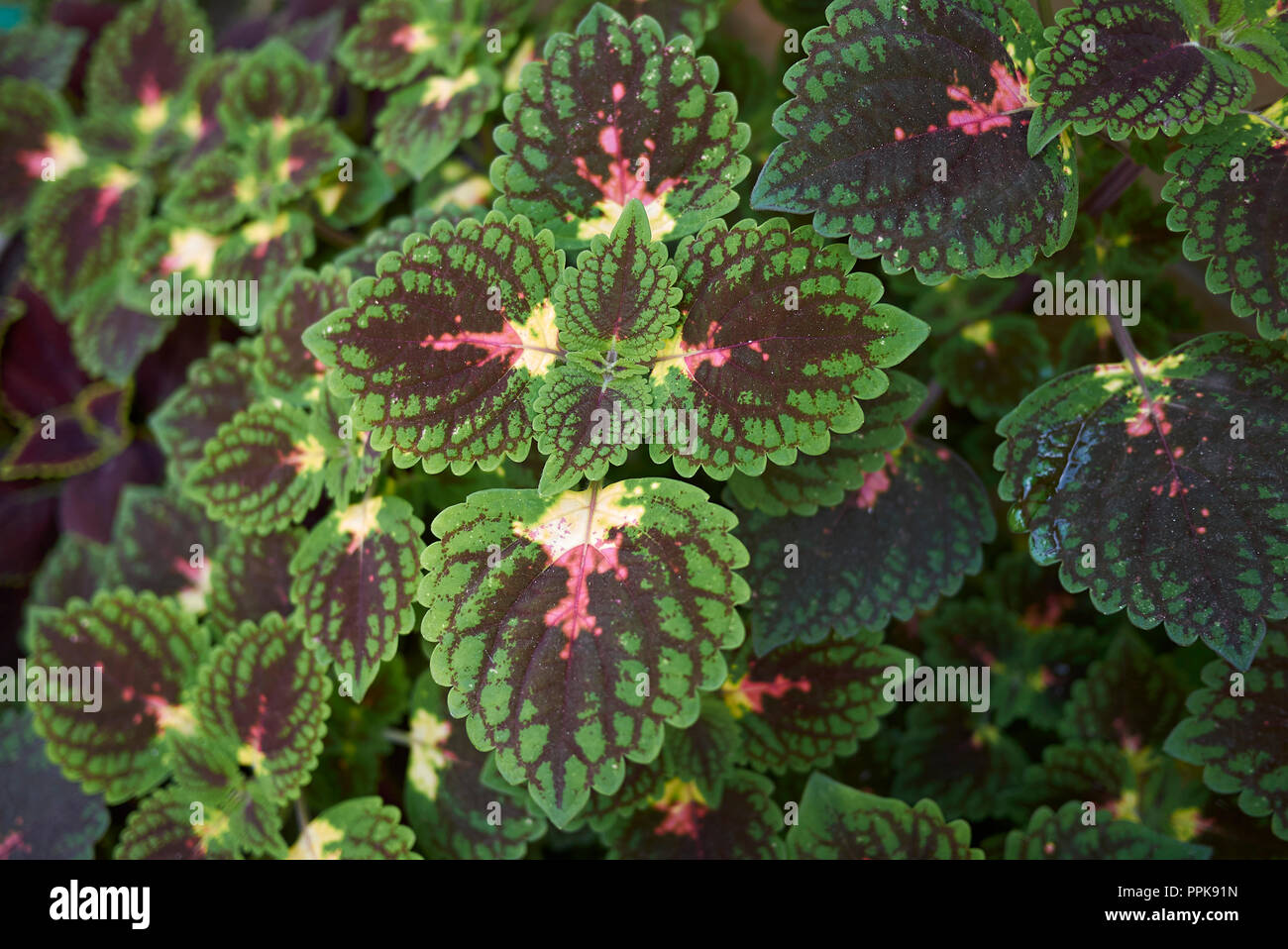 Il fogliame multicolore di Coleus Foto Stock