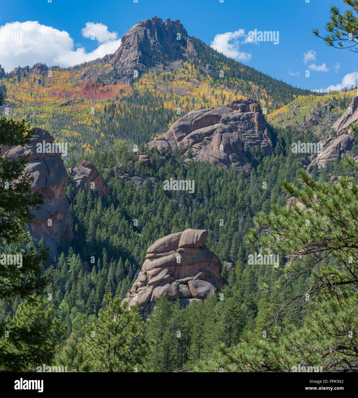 Montagne rocciose con modifica Aspens tra alberi di pino Foto Stock