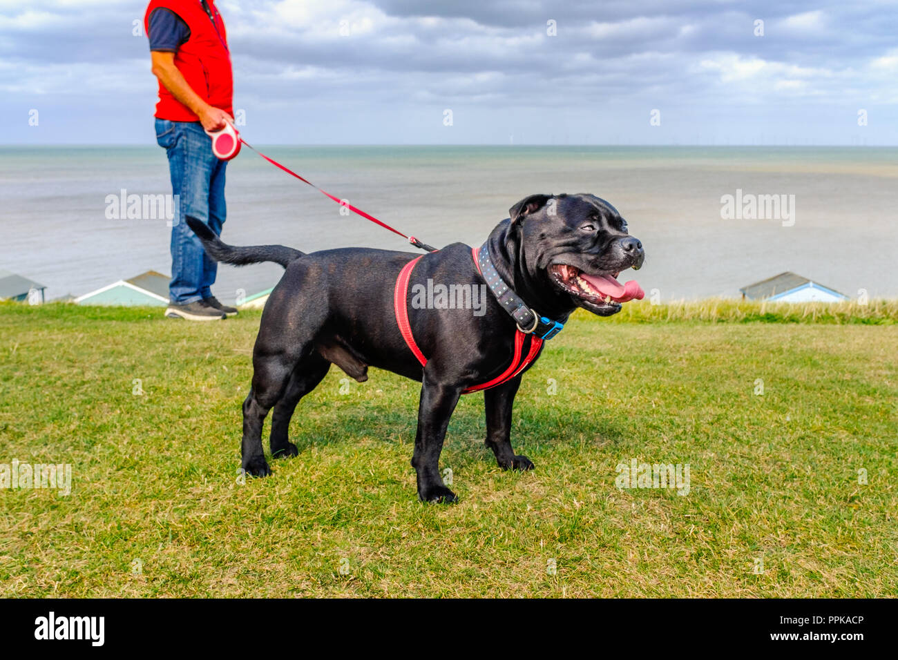 Forte sano nero felice Staffordshire Bull Terrier indossando un cavo rosso su un lungo guinzaglio avvolgibile su erba verde nella parte anteriore delle cabine sulla spiaggia, andando fo Foto Stock
