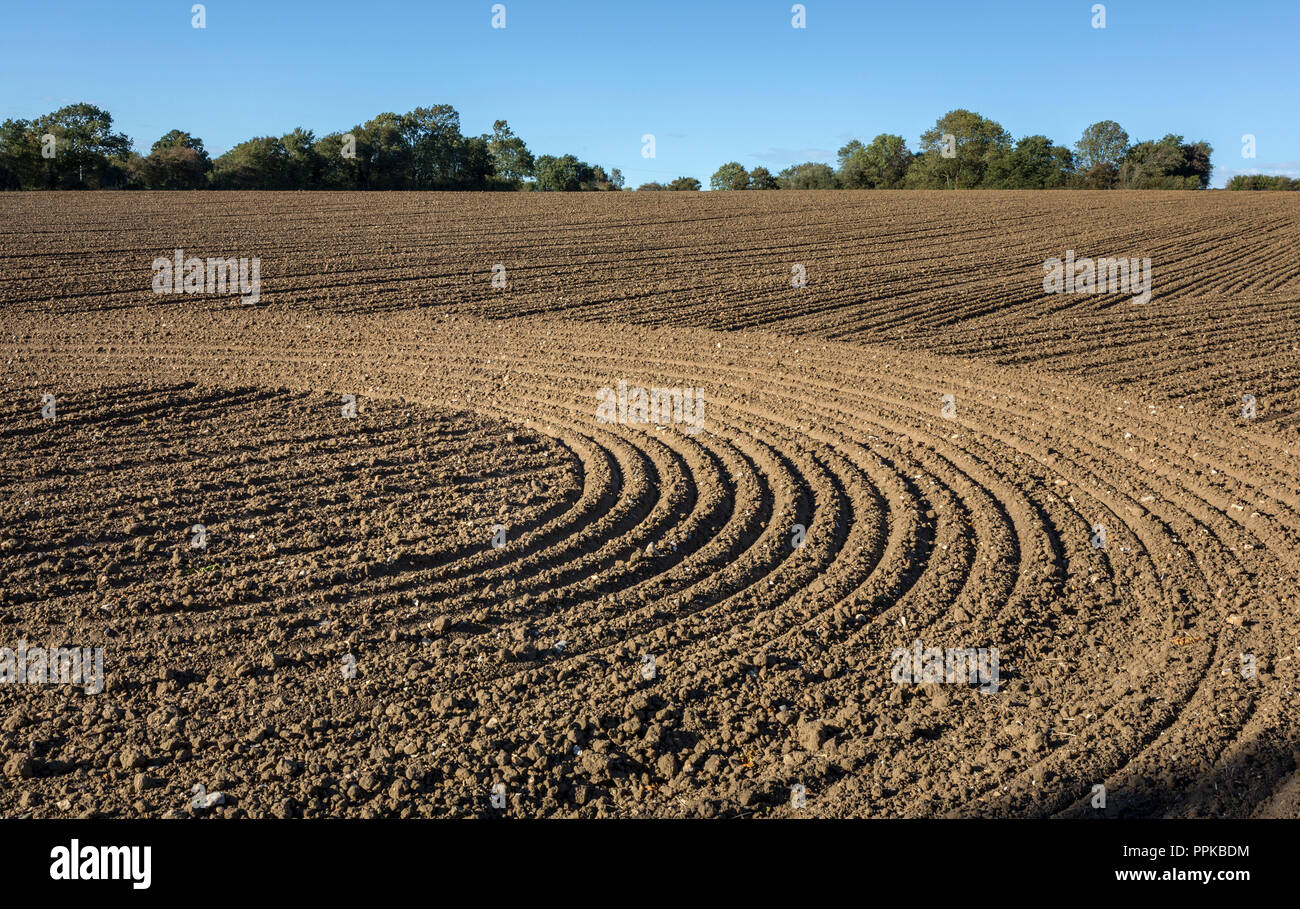 Campo coltivato, Suffolk, Regno Unito. Foto Stock
