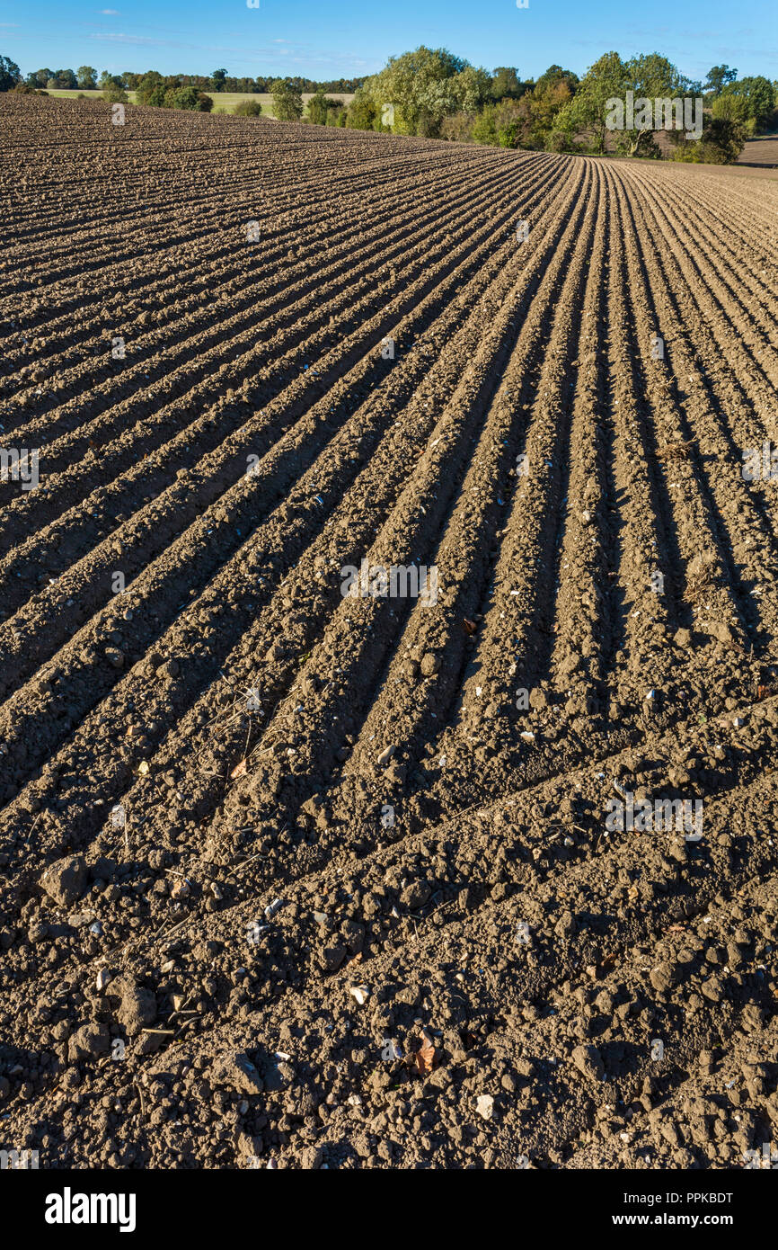Campo coltivato, Suffolk, Regno Unito. Foto Stock