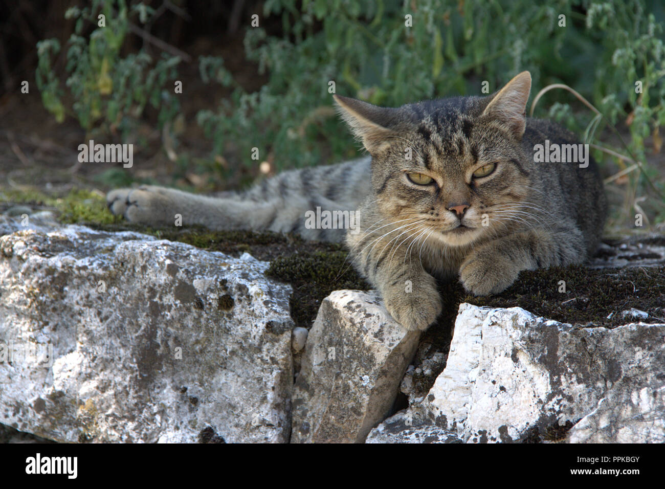 Tabby Cat, impostare sul muro di pietra, sfondo verde sfumato, bella giornata d'estate Foto Stock