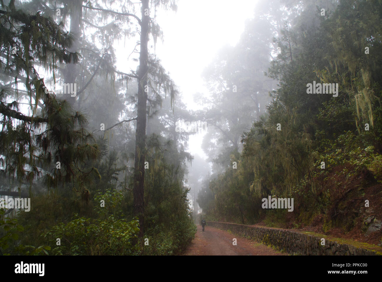 Escursioni nella foresta nuvolosa Foto Stock