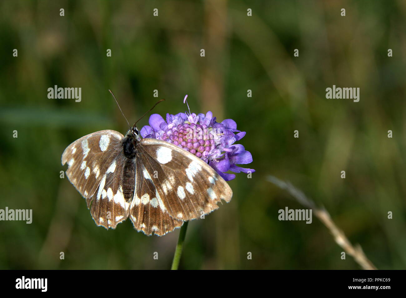 Bianco e nero butterfly, rimanere sul fiore blu e attendere la fotografia migliore colpo, con sfondo sfocato Foto Stock