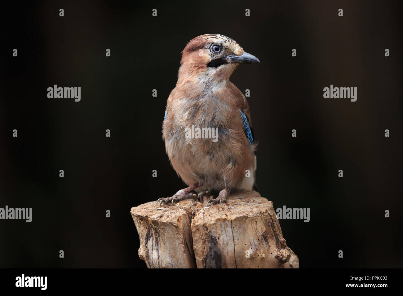 Un Eurasian jay su un giardino post Foto Stock