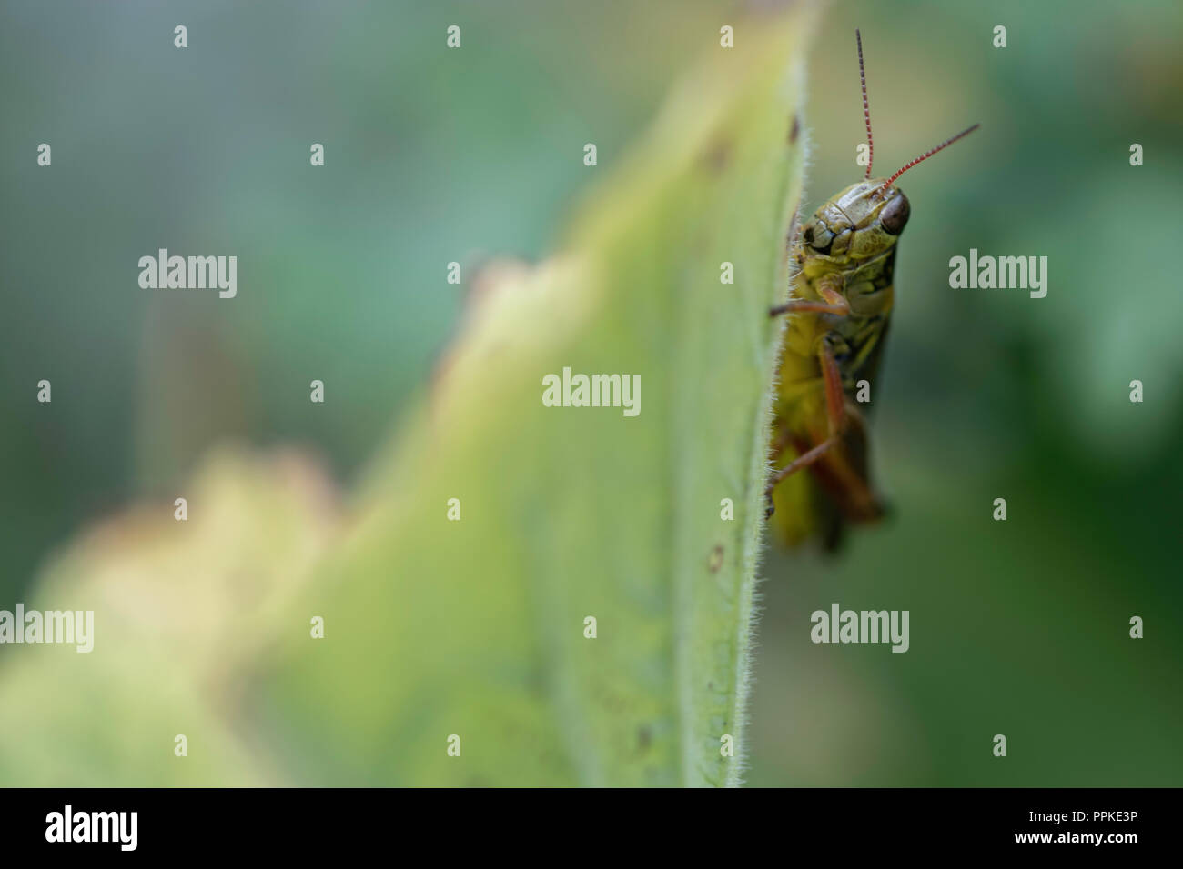 Un rosso-gambe grasshopper si aggrappa a una foglia. Foto Stock