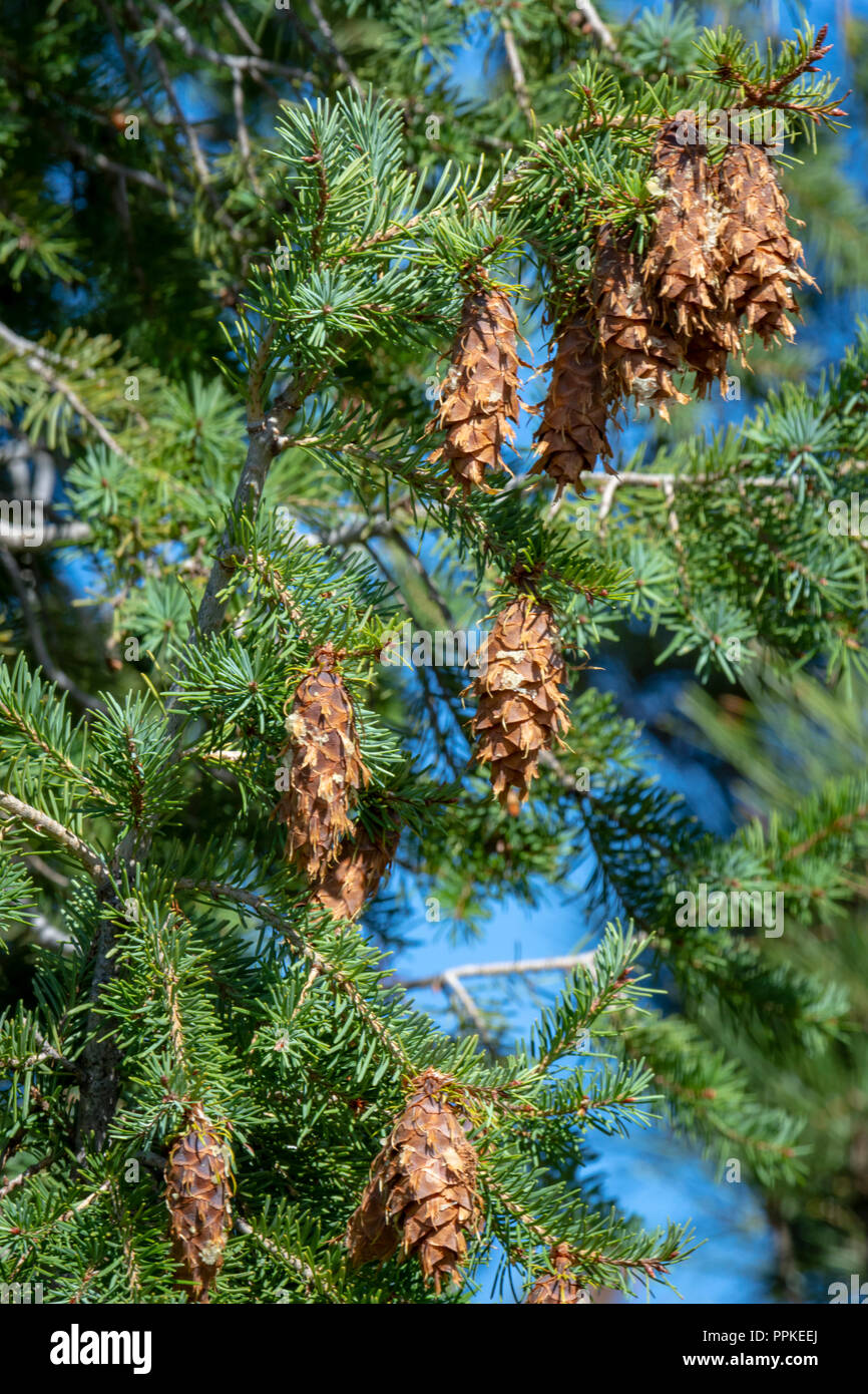 Douglas Fir Tree (Pseudotsuga menziesii) in stretta mostrando pigne e aghi, Castle Rock Colorado US. Foto scattata in settembre. Foto Stock