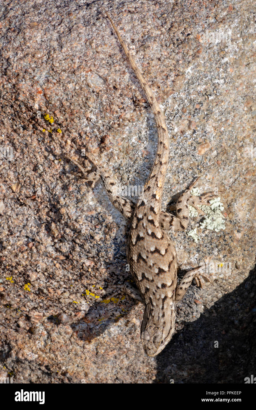 Altopiano Lizard (Sceloporus undulatus), Mesa Gateway Open Space Park, Castle Rock Colorado US. Foto Stock