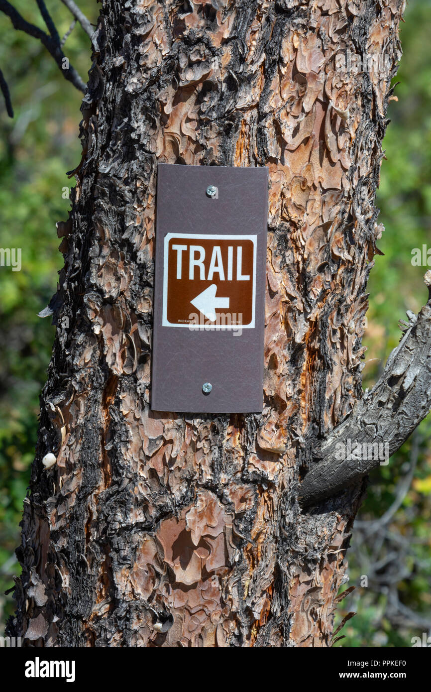 Un piccolo segno della Ponderosa Pine Tree dirigere gli escursionisti dove il sentiero escursionistico gira, Mesa Gateway Open Space Park, COLORADO US. Foto Stock