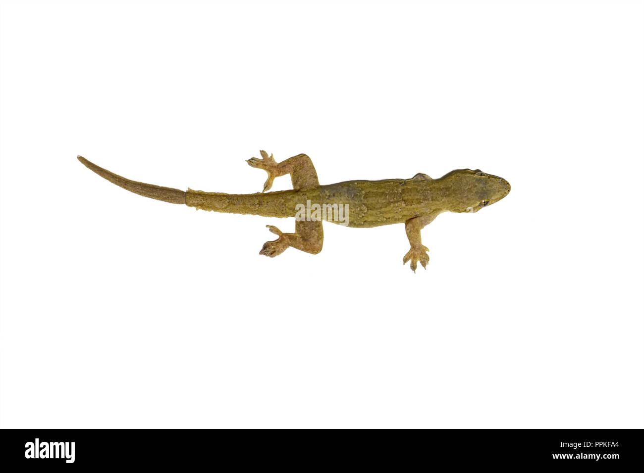 Lizard sono gambe mancanza su uno sfondo bianco. Foto Stock