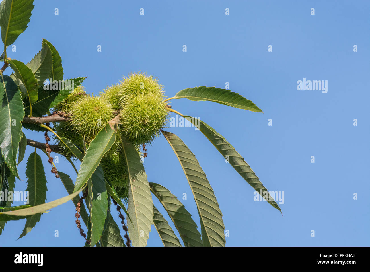 Albero di castagno / Castanea sativa con impulso breve maturazione dei frutti - marron & châtaigne in francese, castaña (spagnolo), Castagna (italiano), Kastanie (tedesco). Foto Stock