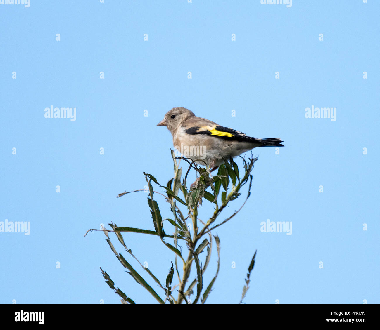 I capretti Cardellino (Carduelis carduelis) Foto Stock